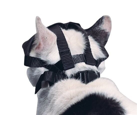 Buster Kedi Ağızlığı