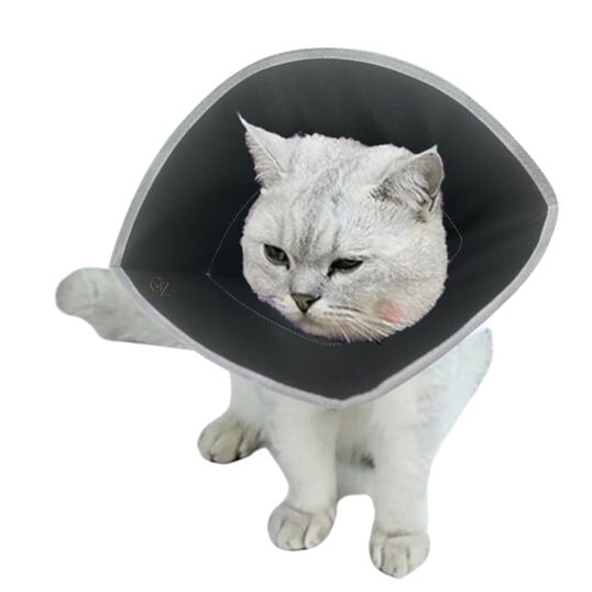 Gz Ekonomik Kedi yakalığı