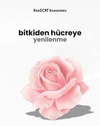 EXOSCRT GÜL EKSOZOM
