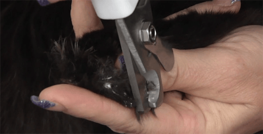 Andis Tırnak Makası Büyük Boy 18 cm